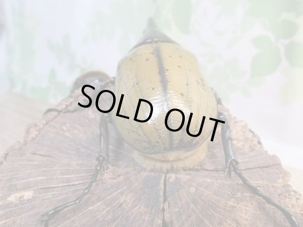 画像3: ☆新成虫☆D.H.ヘラクレス♂124ミリ♀61ミリ別血統ペア販売!! (3)