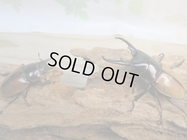 画像5: 新成虫☆F6☆ラフェルトノコギリクワガタ♂69ミリ♀45ミリペア販売！！ (5)