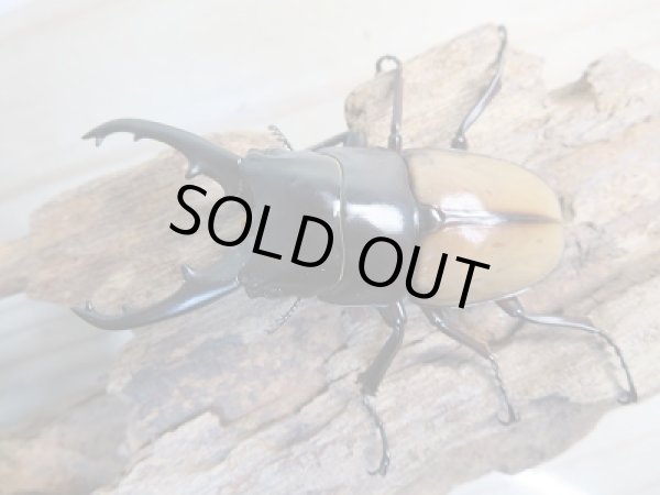 画像2: 新成虫☆F6☆ラフェルトノコギリクワガタ♂69ミリ♀45ミリペア販売！！ (2)