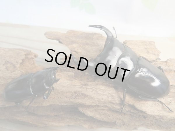 画像5: 新成虫☆F2☆アンタエウスオオクワガタ（インドアンテ）♂76ミリ♀47ミリペア販売！！ (5)