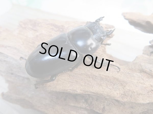 画像4: 新成虫☆F2☆アンタエウスオオクワガタ（インドアンテ）♂72ミリ♀47ミリペア販売！！ (4)