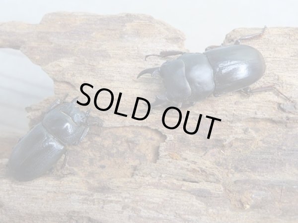 画像5: 新成虫☆F6☆バンダヒラタクワガタ(バンダエンシス)♂♀フリーサイズペア販売!! (5)