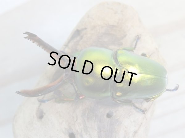 画像2: 新成虫！ラトレイユキンイロクワガタ♂37ミリ♀フリーサイズ＋♀フリーサイズ計3頭トリオ販売！！ (2)