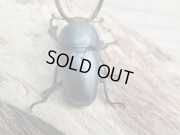 画像3: 新成虫☆パプアキンイロクワガタ♂39ミリ♀フリーサイズ＋♀フリーサイズ計3頭トリオ販売！！ (3)