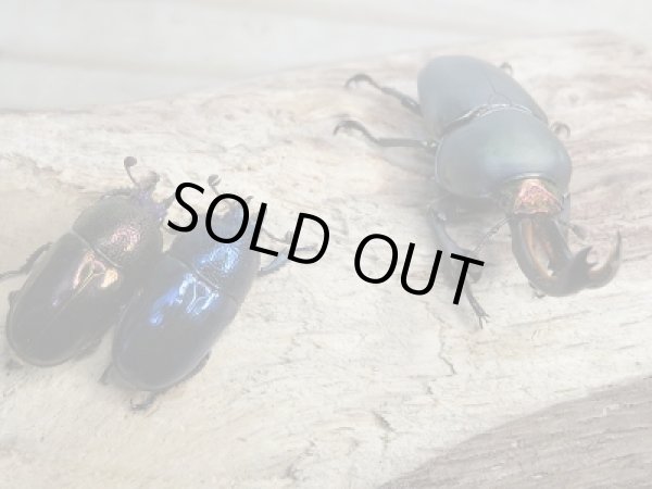 画像5: 新成虫☆パプアキンイロクワガタ♂40ミリ♀フリーサイズ＋♀フリーサイズ計3頭トリオ販売！！ (5)