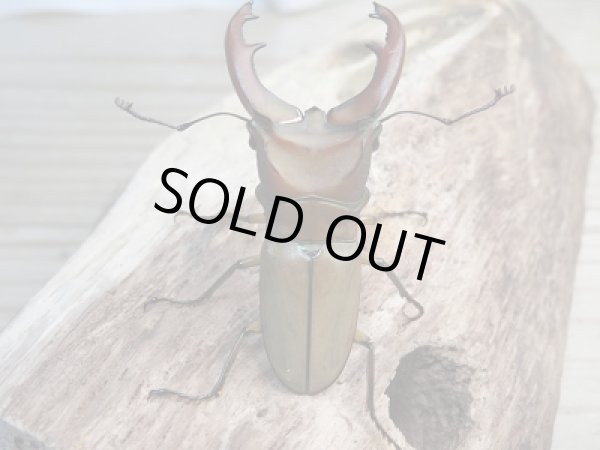 画像3: ☆新成虫☆ムニスゼッチホソアカクワガタ♂47ミリ♀フリーサイズペア販売！！ (3)