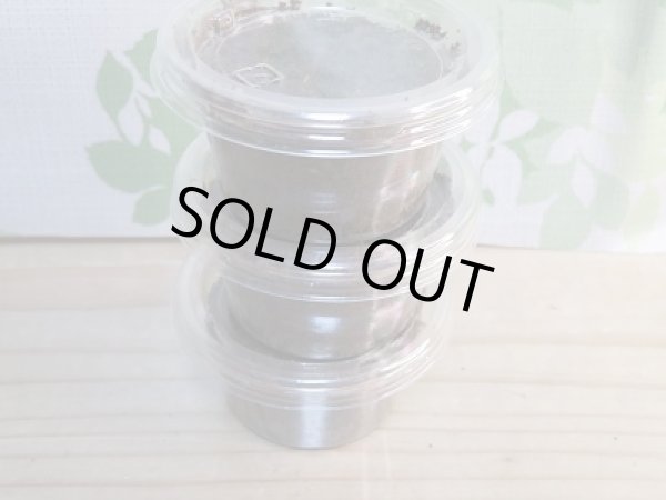 画像3: ☆WF2☆アンティローペノコギリクワガタ初二令幼虫3頭セット販売!!   (3)