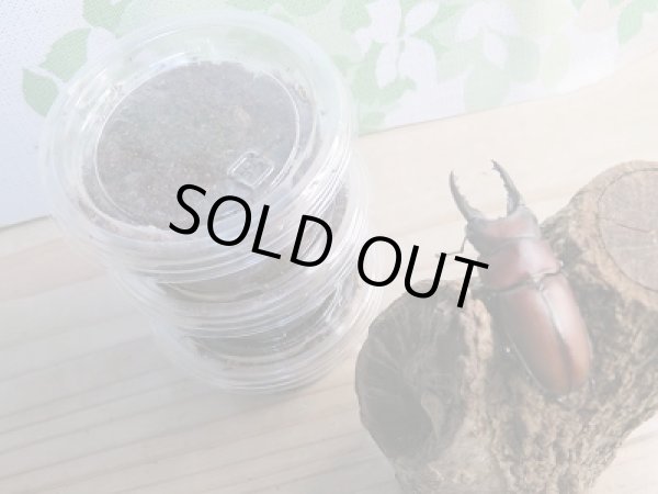 画像2: ☆WF2☆アンティローペノコギリクワガタ初二令幼虫3頭セット販売!!   (2)