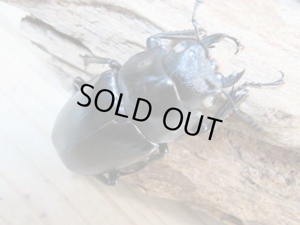 画像5: 新成虫☆ホワイトアイ☆ギラファノコギリクワガタ（亜種ケイスケ）♂95ミリ♀50ミリ＋♀49ミリトリオ販売！！ (5)