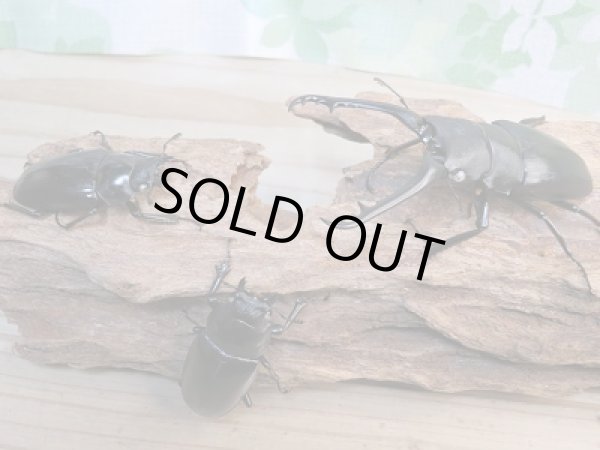 画像6: 新成虫☆ホワイトアイ☆ギラファノコギリクワガタ（亜種ケイスケ）♂92ミリ♀49ミリ＋♀49ミリトリオ販売！！ (6)