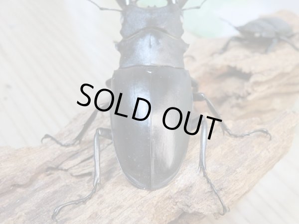 画像3: 新成虫☆ホワイトアイ☆ギラファノコギリクワガタ（亜種ケイスケ）♂92ミリ♀49ミリ＋♀49ミリトリオ販売！！ (3)