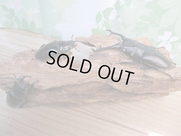 画像6: 新成虫☆ホワイトアイ☆ギラファノコギリクワガタ（亜種ケイスケ）♂95ミリ♀50ミリ＋♀49ミリトリオ販売！！ (6)