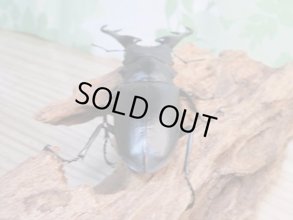 画像3: 新成虫☆ホワイトアイ☆ギラファノコギリクワガタ（亜種ケイスケ）♂95ミリ♀50ミリ＋♀49ミリトリオ販売！！ (3)