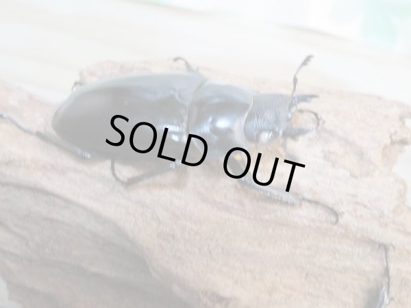 画像4: 新成虫☆ホワイトアイ☆ギラファノコギリクワガタ（亜種ケイスケ）♂92ミリ♀49ミリ＋♀49ミリトリオ販売！！ (4)