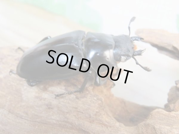 画像4: 新成虫☆ホワイトアイ☆ギラファノコギリクワガタ（亜種ケイスケ）♂95ミリ♀50ミリ＋♀49ミリトリオ販売！！ (4)