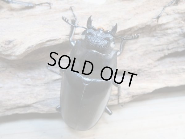 画像5: 新成虫☆ホワイトアイ☆ギラファノコギリクワガタ（亜種ケイスケ）♂92ミリ♀49ミリ＋♀49ミリトリオ販売！！ (5)