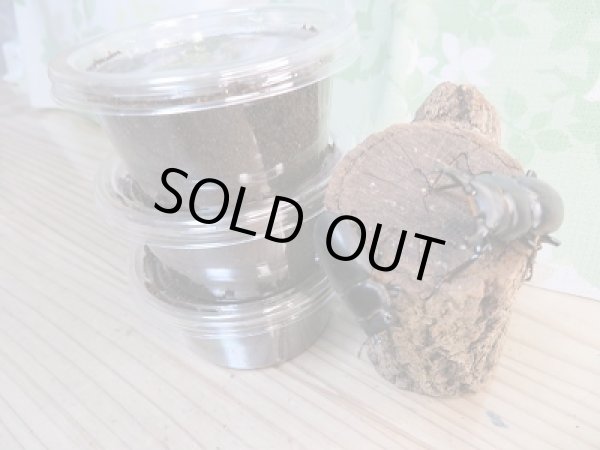 画像2: レア種☆WF3☆ウーコクワ(ドルクス・ウー)初二令幼虫3頭セット販売!! (2)