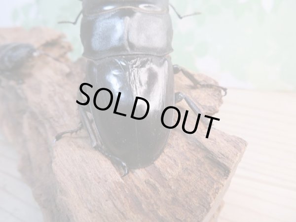 画像3: 新成虫☆F3☆アチェ産☆スマトラオオヒラタクワガタ♂82ミリ♀46ミリペア販売！！ (3)