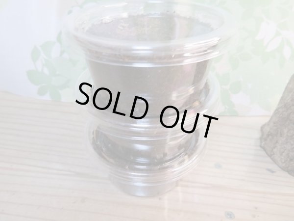 画像3: レア種☆WF3☆ウーコクワ(ドルクス・ウー)初二令幼虫3頭セット販売!! (3)