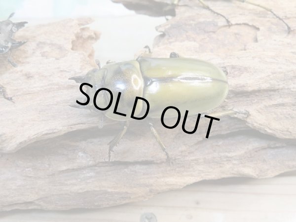 画像4: 美麗新成虫☆タイ産☆ババオウゴンオニクワガタ♂54ミリ♀48ミリペア＋♀48ミリトリオ販売！！ (4)