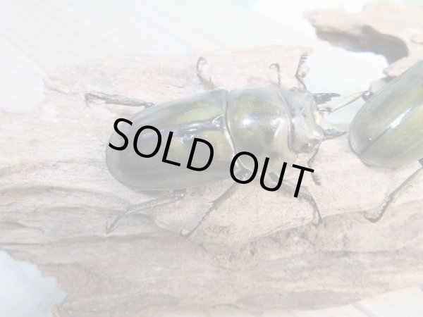 画像5: 美麗新成虫☆タイ産☆ババオウゴンオニクワガタ♂－A´55ミリ♀－A´46.5ミリペア＋♀－A´46.5ミリトリオ販売！！ (5)