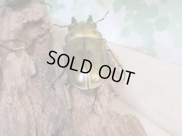 画像3: 美麗新成虫☆タイ産☆ババオウゴンオニクワガタ♂54ミリ♀48ミリペア＋♀48ミリトリオ販売！！ (3)