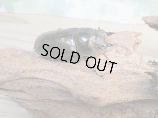 画像5: 美麗新成虫☆タイ産☆ババオウゴンオニクワガタ♂54ミリ♀48ミリペア＋♀48ミリトリオ販売！！ (5)