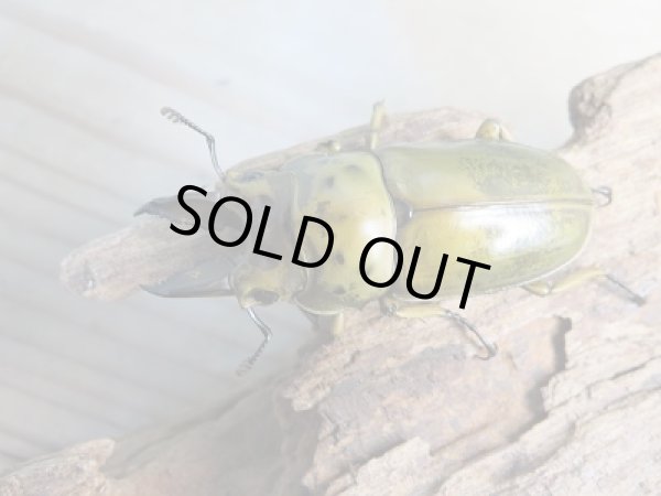 画像2: 美麗新成虫☆タイ産☆ババオウゴンオニクワガタ♂54ミリ♀48ミリペア＋♀48ミリトリオ販売！！ (2)