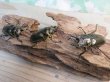 画像6: 美麗新成虫☆タイ産☆ババオウゴンオニクワガタ♂－A´55ミリ♀－A´46.5ミリペア＋♀－A´46.5ミリトリオ販売！！ (6)