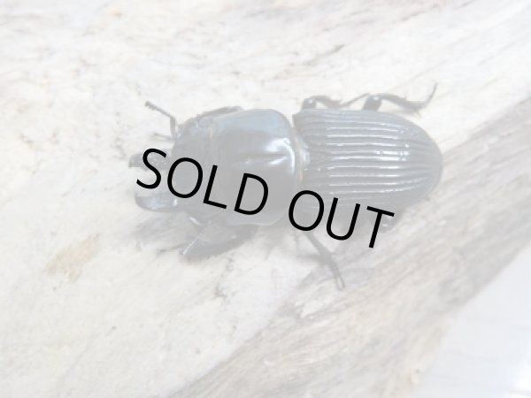 画像2: ★珍種★ヒョウタンクワガタ終令幼虫4頭セット販売!! (2)