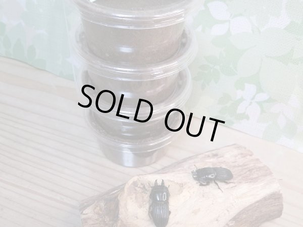 画像3: ★珍種★ヒョウタンクワガタ終令幼虫4頭セット販売!! (3)