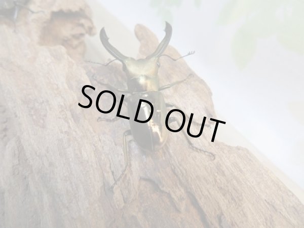 画像3: ★ペレメタ★新成虫！メタリフェルホソアカクワガタ♂43ミリ♀26ミリペア販売！！ (3)