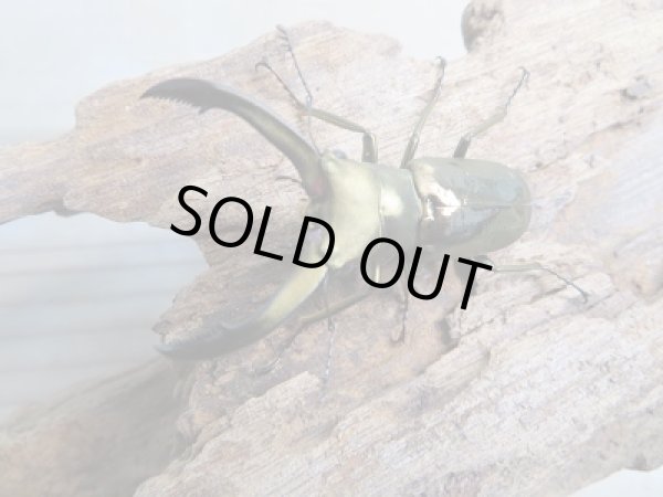 画像2: ★ペレメタ★新成虫！メタリフェルホソアカクワガタ♂43ミリ♀26ミリペア販売！！ (2)