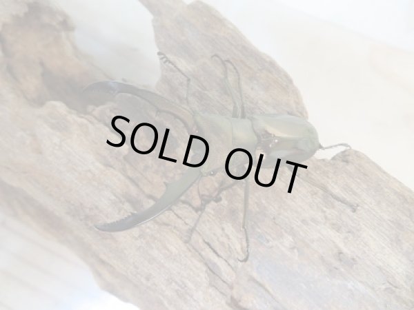 画像2: ★ペレメタ★新成虫！メタリフェルホソアカクワガタ♂47.5ミリ♀26ミリペア販売！！ (2)