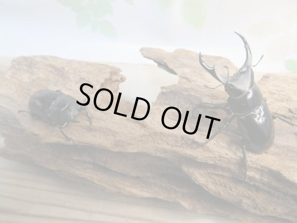 画像5: 人気種!ネパレンシスコクワ♂55ミリ♀37ミリペア販売！！ (5)