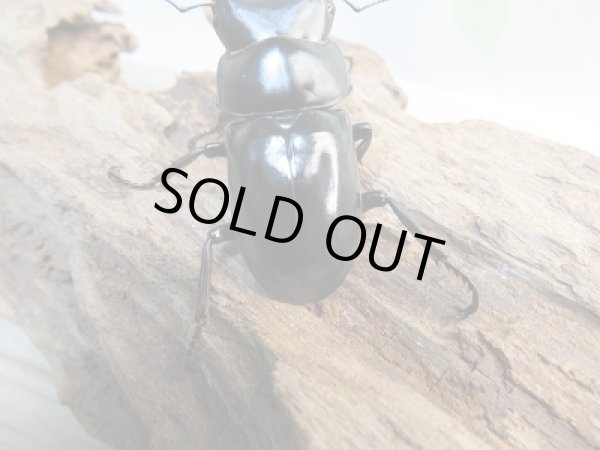 画像3: 人気種!ネパレンシスコクワ♂55ミリ♀37ミリペア販売！！ (3)