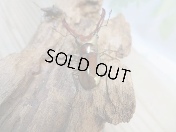 画像3: 新成虫！メタリフェルホソアカクワガタ（サンギレンシス）♂44ミリ♀フリーサイズペア販売！！ (3)