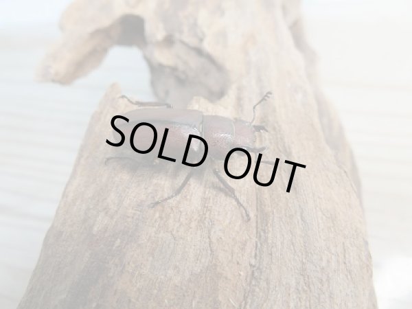 画像4: 新成虫！メタリフェルホソアカクワガタ（サンギレンシス）♂41ミリ♀フリーサイズペア販売！！ (4)