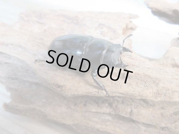 画像4: ★ペレメタ★新成虫！メタリフェルホソアカクワガタ♂43ミリ♀26ミリペア販売！！ (4)