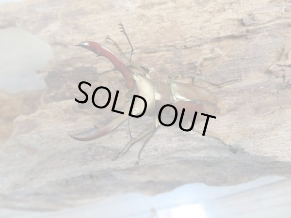 画像2: 新成虫！メタリフェルホソアカクワガタ（サンギレンシス）♂41ミリ♀フリーサイズペア販売！！ (2)