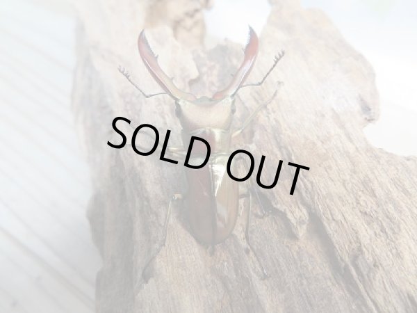 画像3: 新成虫！メタリフェルホソアカクワガタ（サンギレンシス）♂41ミリ♀フリーサイズペア販売！！ (3)