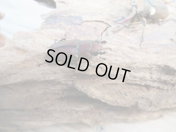 画像4: 新成虫！メタリフェルホソアカクワガタ（サンギレンシス）♂44ミリ♀フリーサイズペア販売！！ (4)