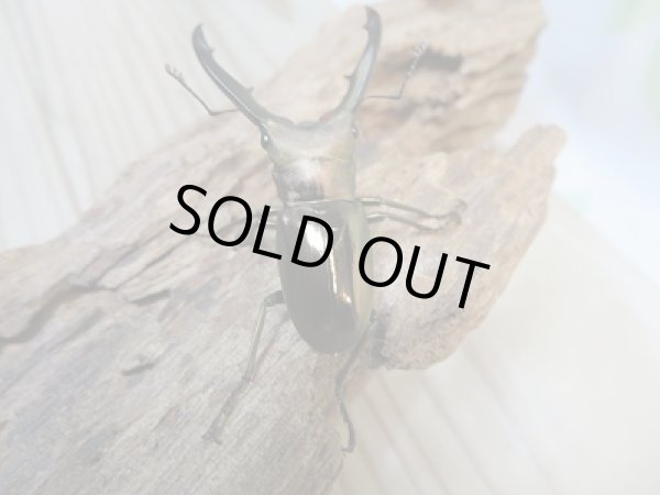 画像3: ★ペレメタ★新成虫！メタリフェルホソアカクワガタ♂47.5ミリ♀26ミリペア販売！！ (3)