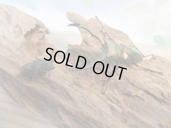 画像5: ★ペレメタ★新成虫！メタリフェルホソアカクワガタ♂47.5ミリ♀26ミリペア販売！！ (5)