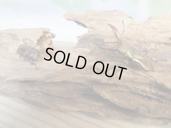 画像5: 新成虫！メタリフェルホソアカクワガタ（サンギレンシス）♂41ミリ♀フリーサイズペア販売！！ (5)