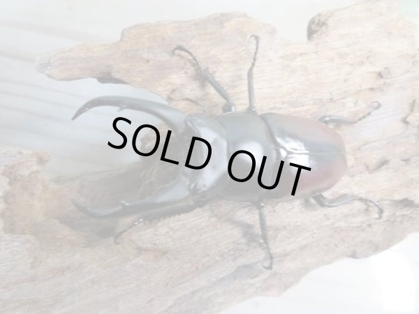 画像2: ☆新成虫☆ドンキエールコクワガタ（赤ドンキ）♂62ミリ♀40ミリ別血統ペア販売！！ (2)