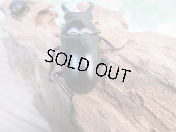 画像3: ☆新成虫☆ドンキエルハンプイ（黒ドンキ）♂59ミリ♀40ミリペア販売！！ (3)