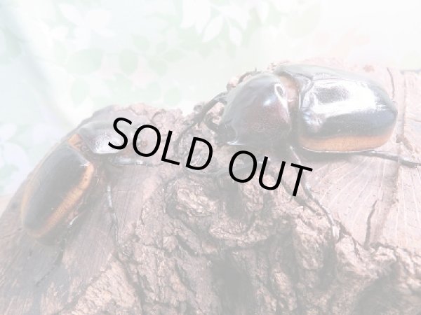 画像5: 新成虫☆WF1☆ハードウィッケイゴホンヅノカブト(亜種カンター)♂54ミリ♀53ミリペア販売!! (5)