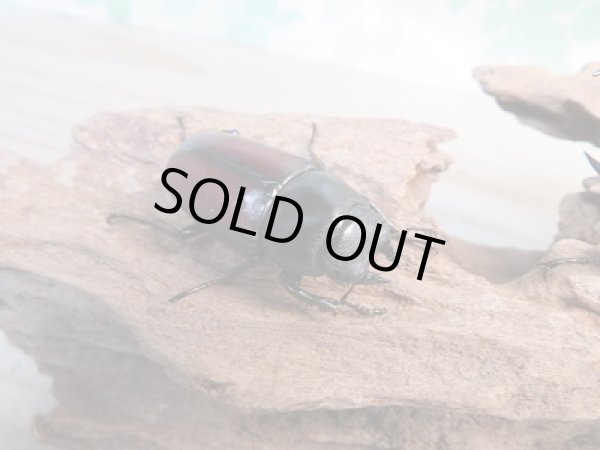 画像4: ☆新成虫☆ドンキエールコクワガタ（赤ドンキ）♂62ミリ♀40ミリ別血統ペア販売！！ (4)