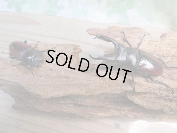 画像5: ☆新成虫☆ドンキエールコクワガタ（赤ドンキ）♂62ミリ♀40ミリ別血統ペア販売！！ (5)